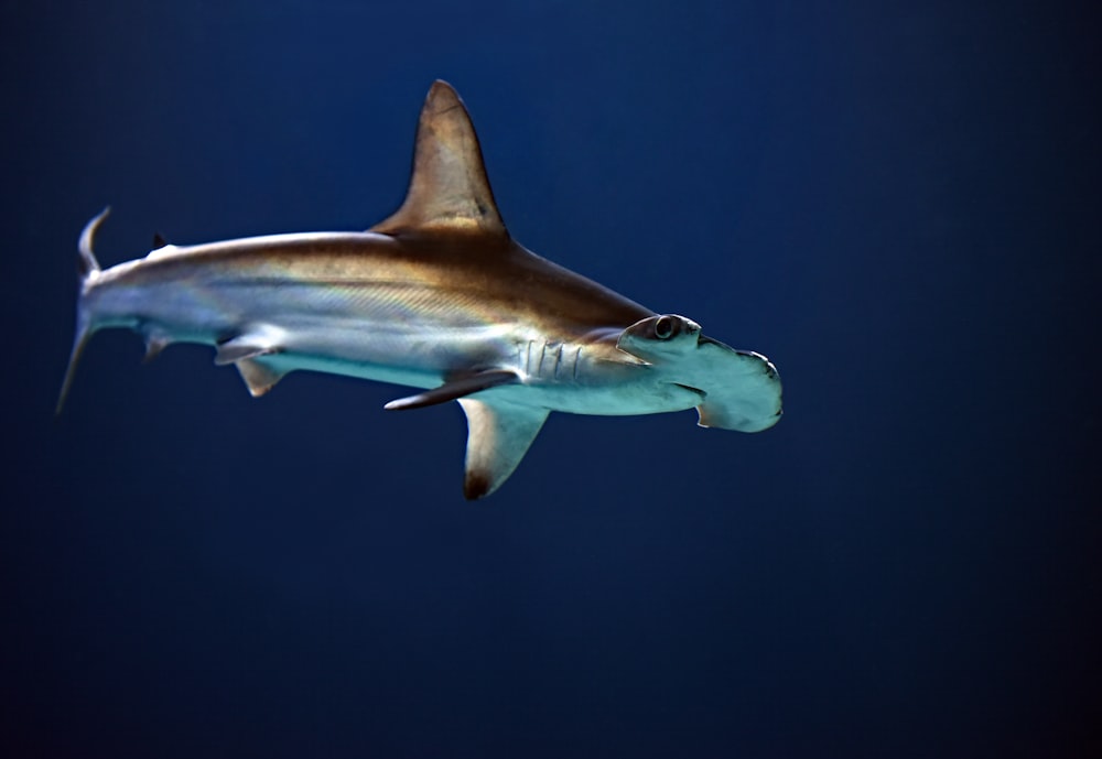 Hammerhead Shark Pictures  Download Free Images on Unsplash