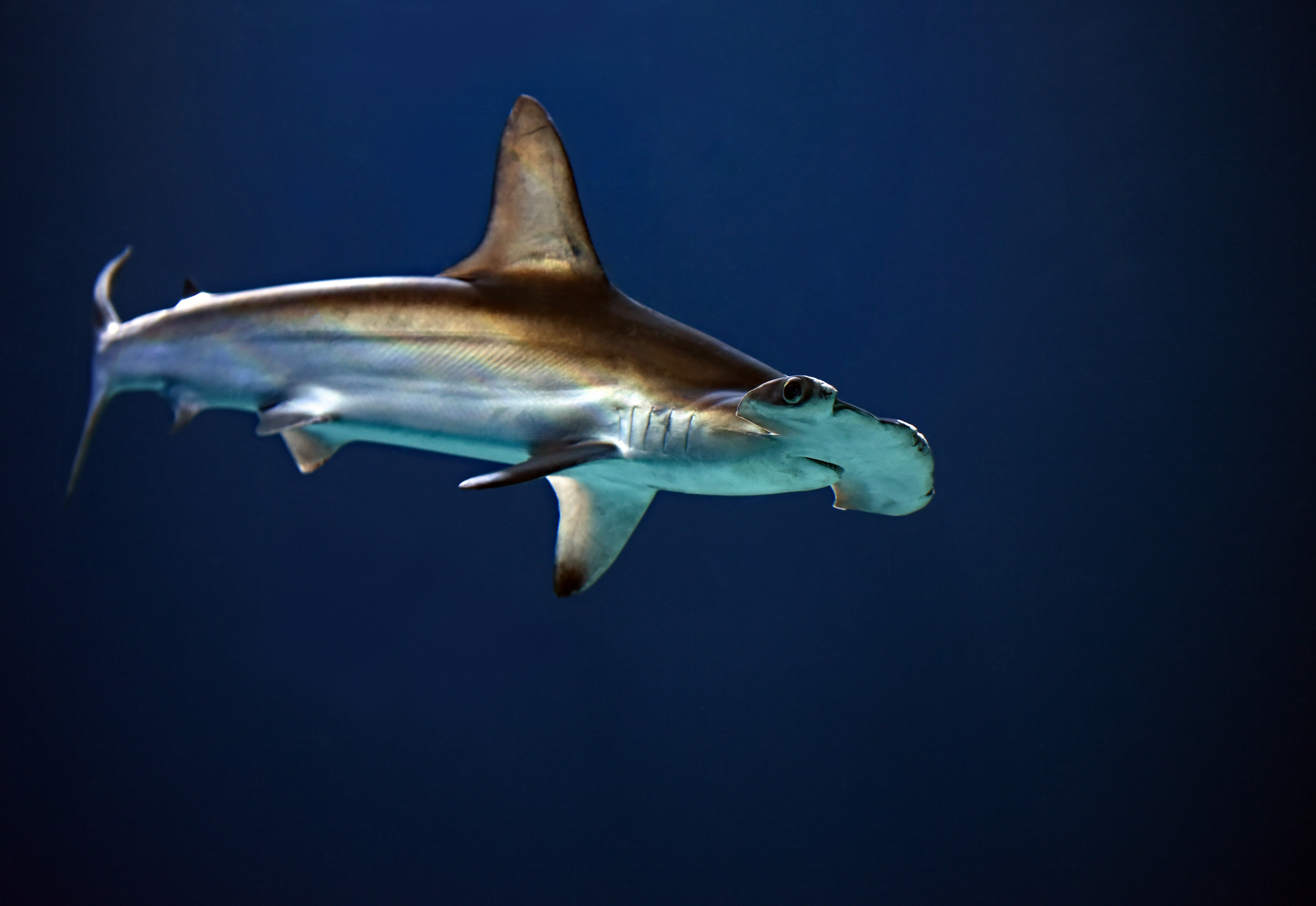 hammerhead shark