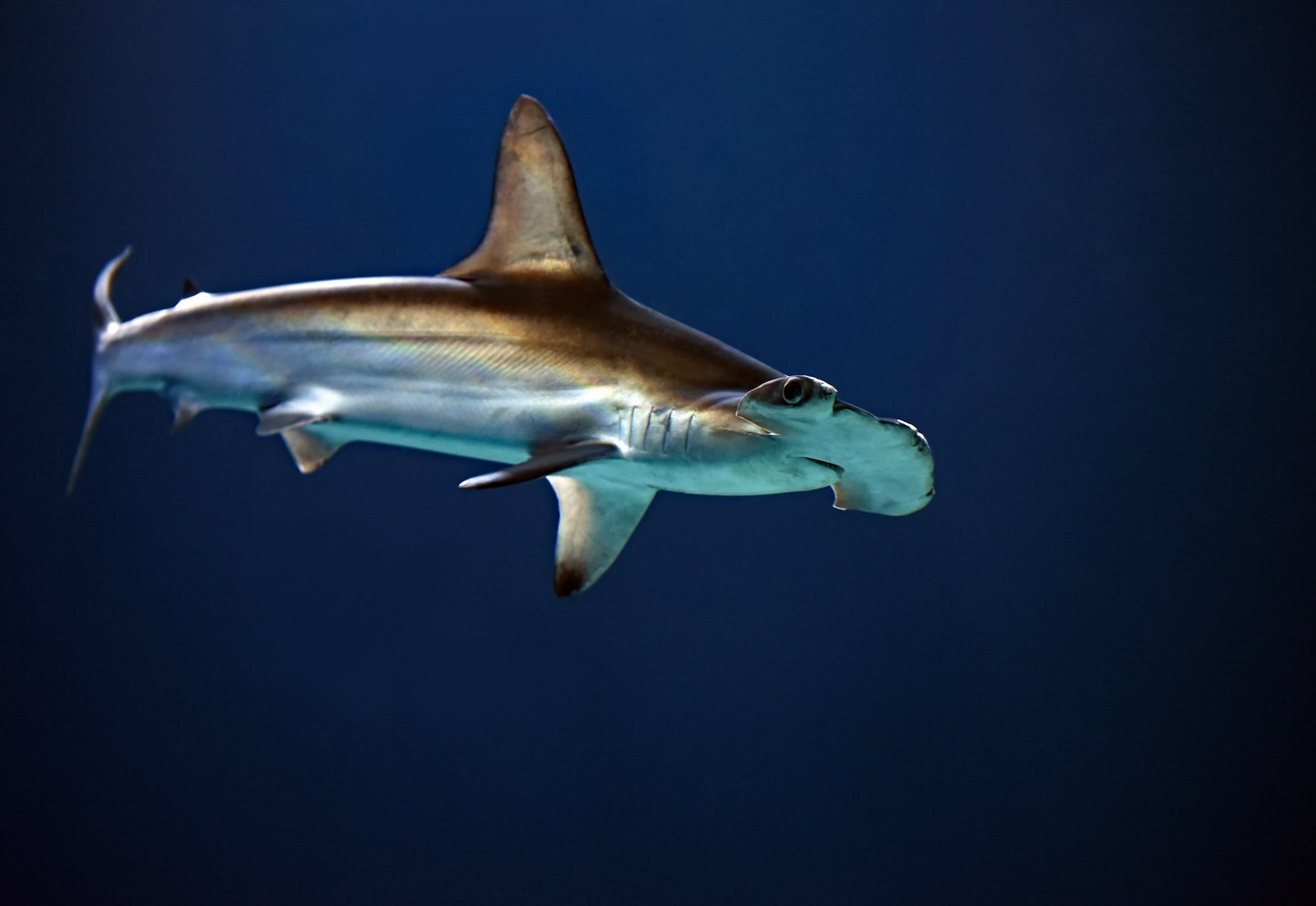 A hammerhead shark in profile against a deep blue background