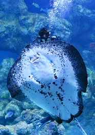 person swimming on top of Manta Ray fish