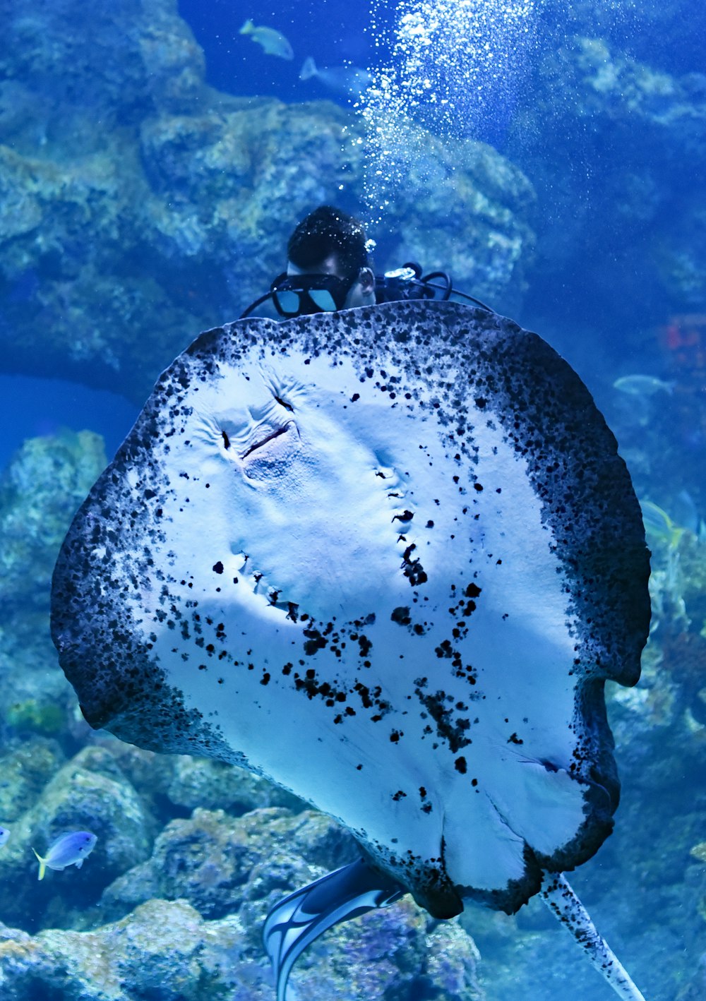person swimming on top of Manta Ray fish