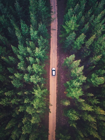 vehicle on road between trees