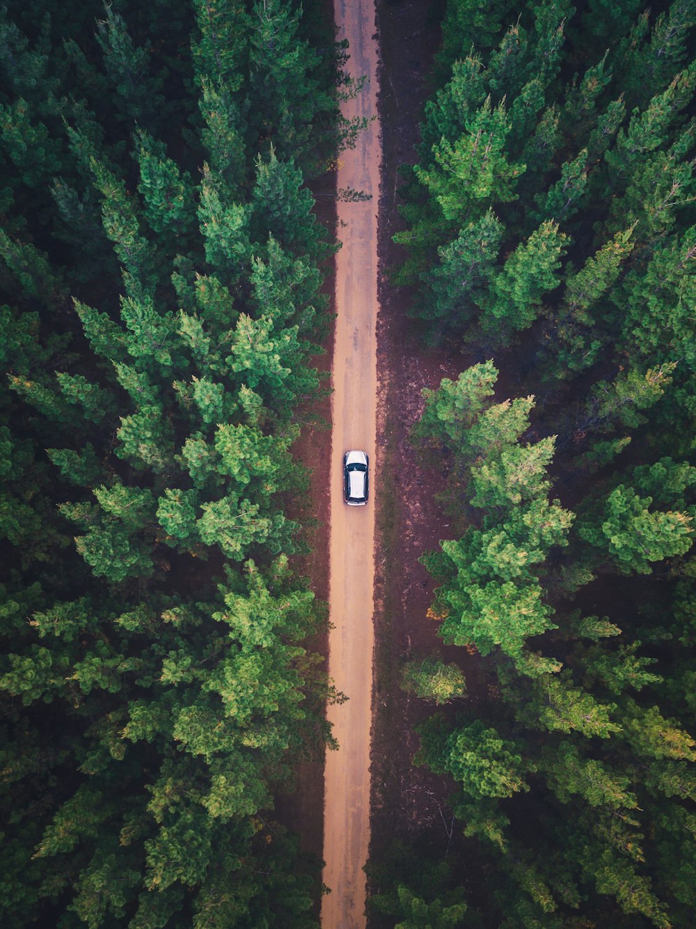 véhicule sur la route entre les arbres