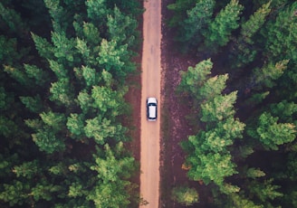 vehicle on road between trees