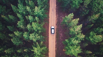 vehicle on road between trees