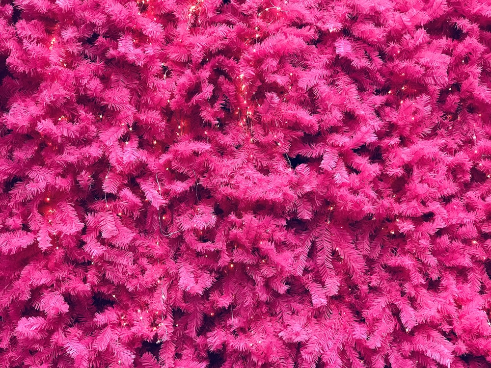 분홍색 잎 식물