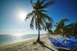green coconut tree