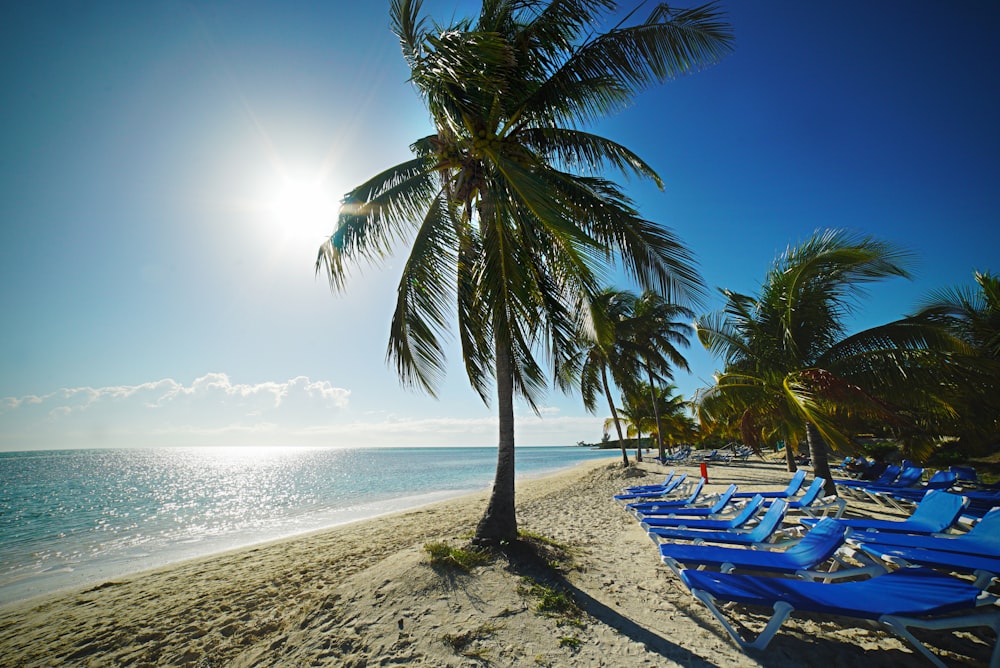 green coconut tree