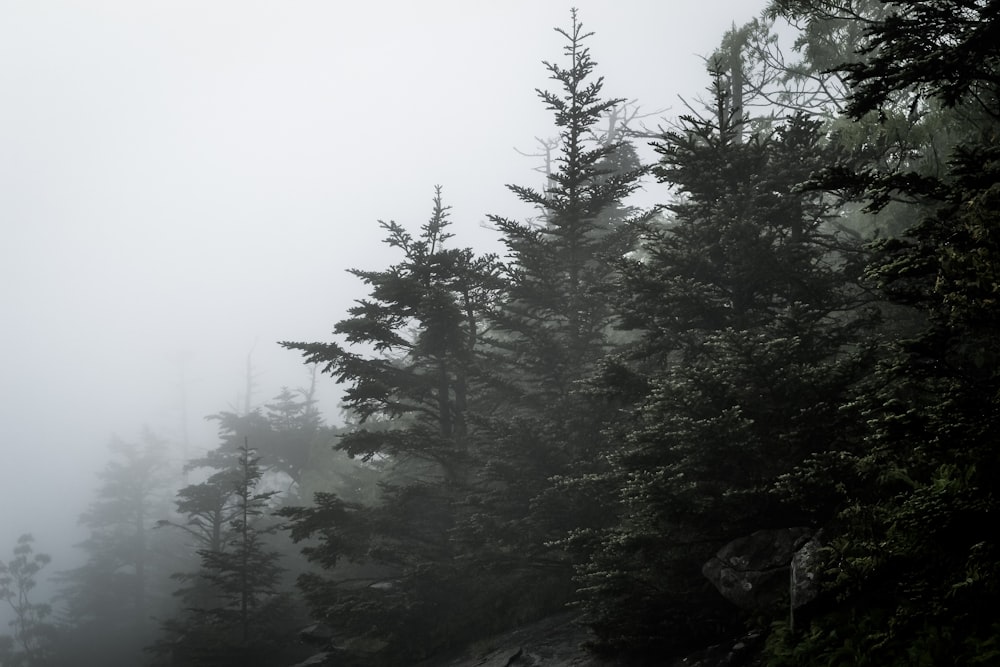 green trees under cloudy sky