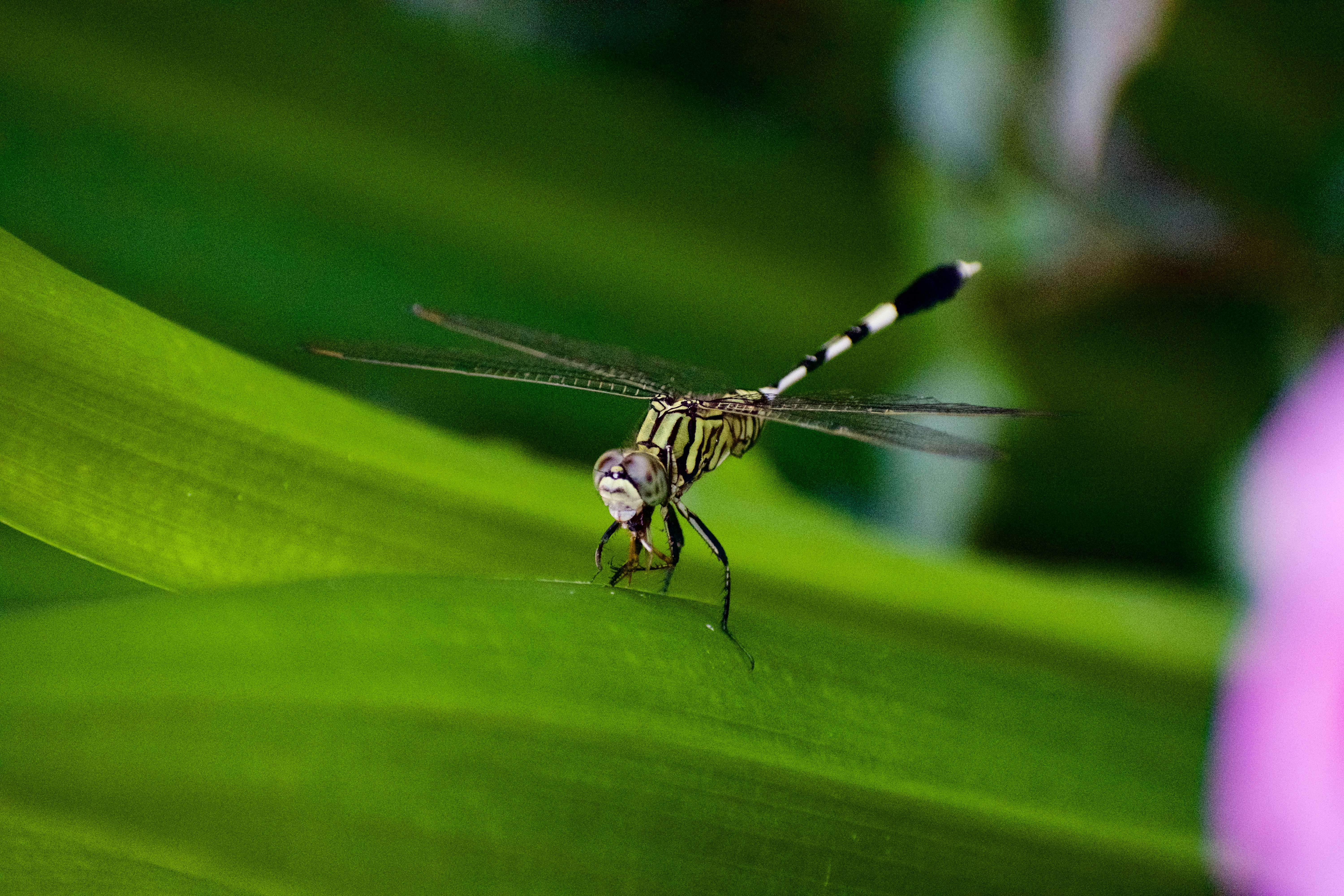 mosquito on a leaf