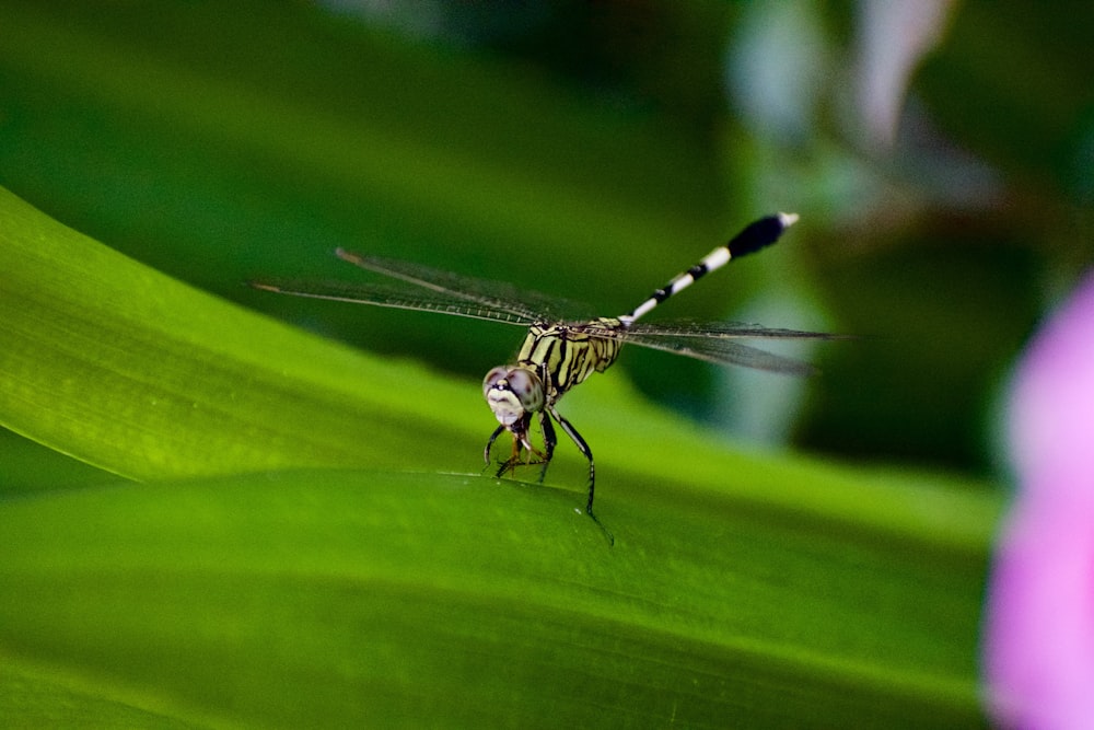 macro shot photography of green dragonfly