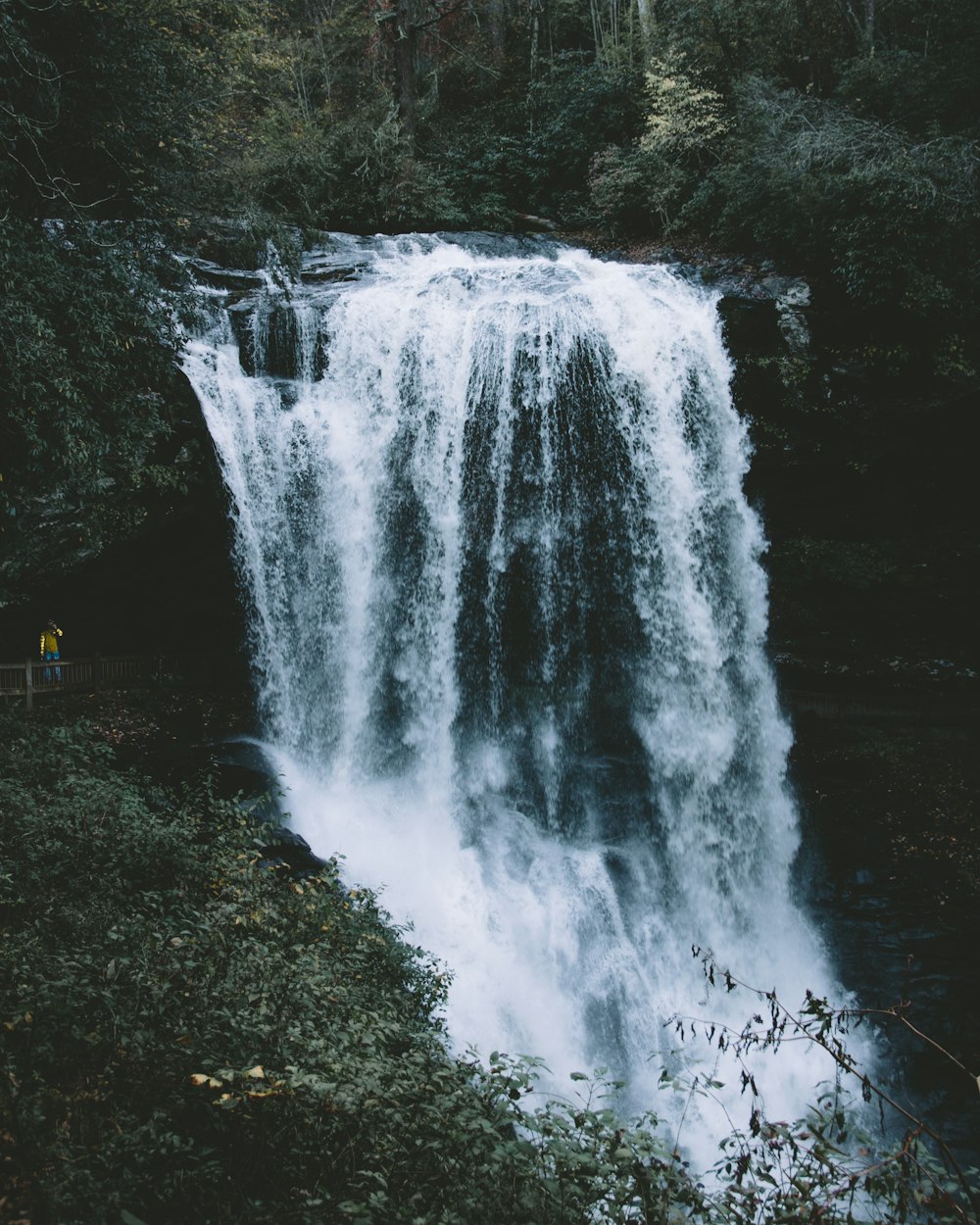 water fall in the middle of forest