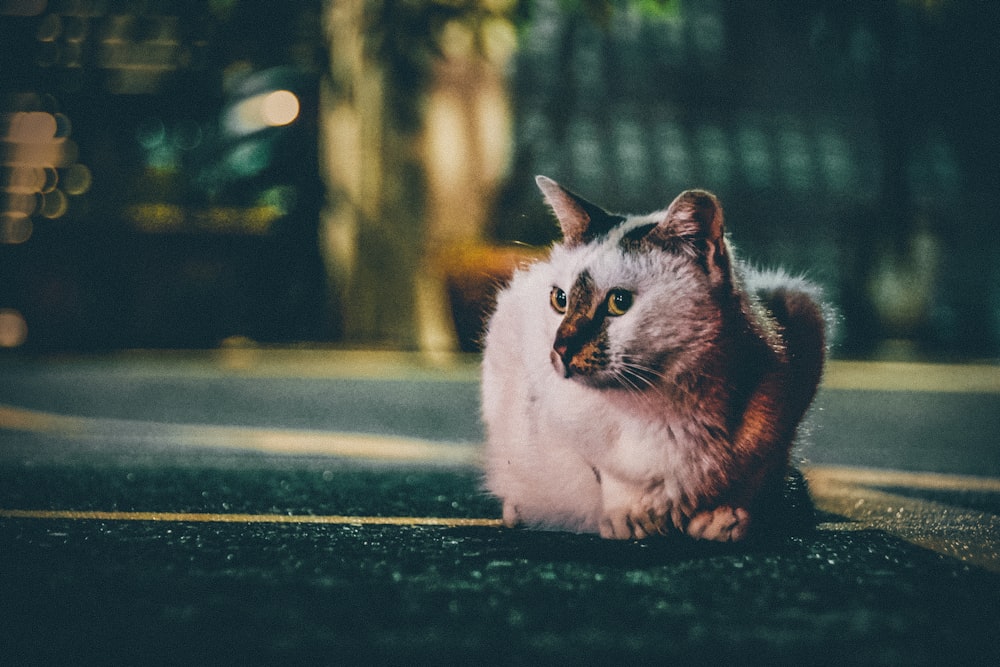 gray cat laying on road