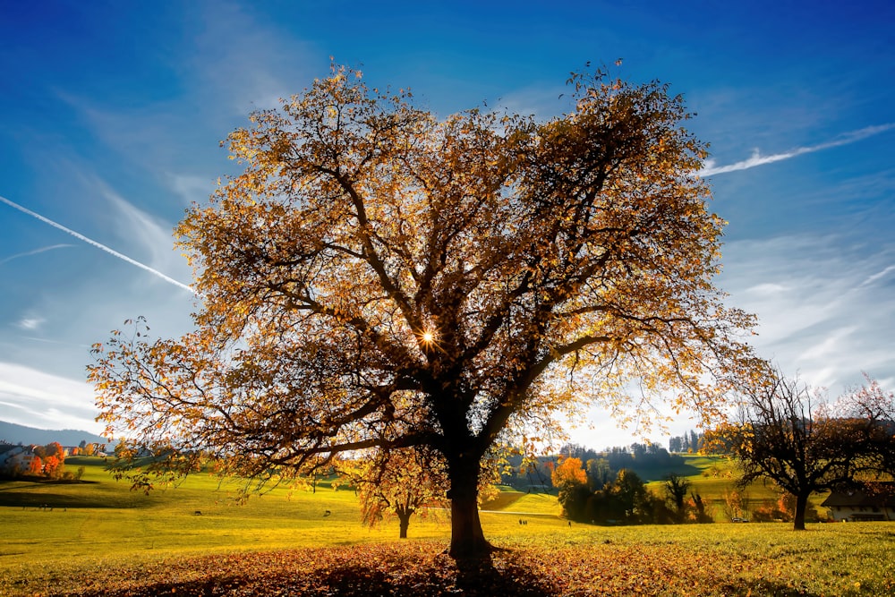 árbol marrón en medio del campo de hierba