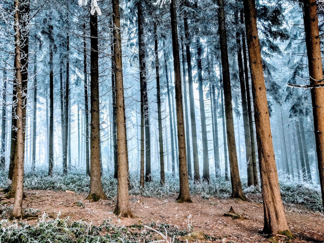 Forest photo spot Uetliberg Fischenthal