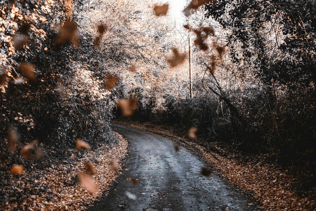 falling dried leaves