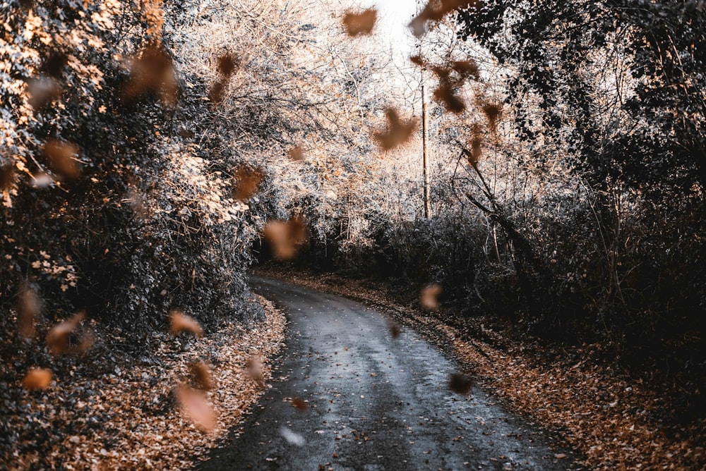 falling dried leaves