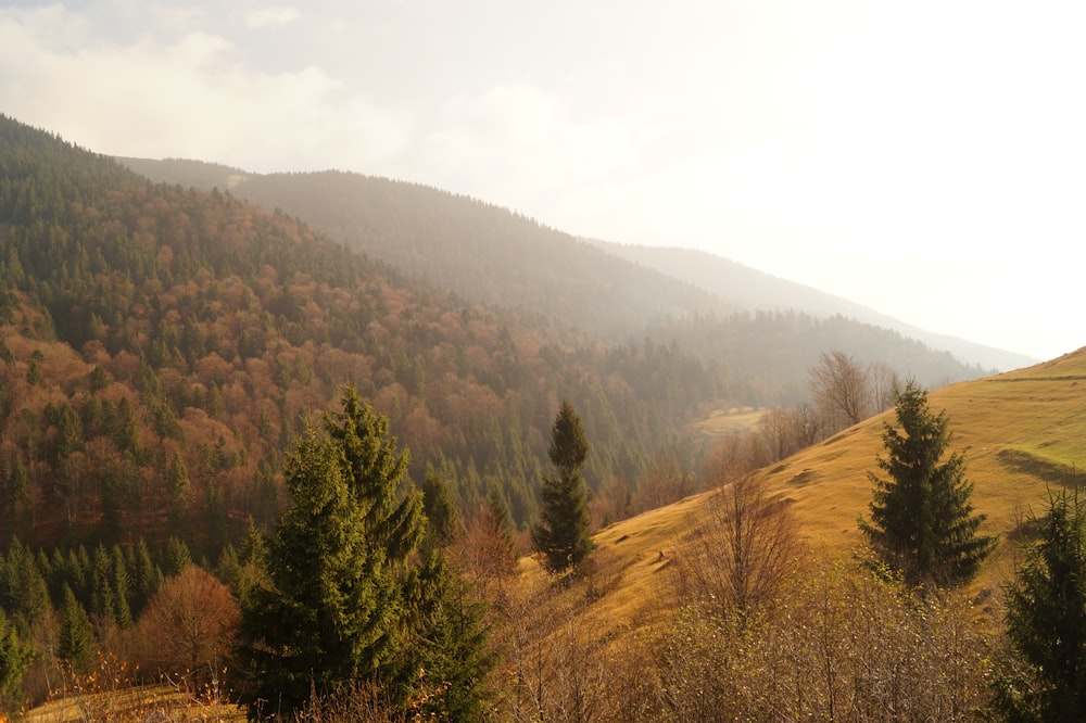 green trees on brown mountain