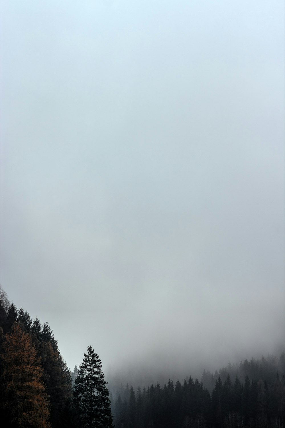 forest under cloudy skies