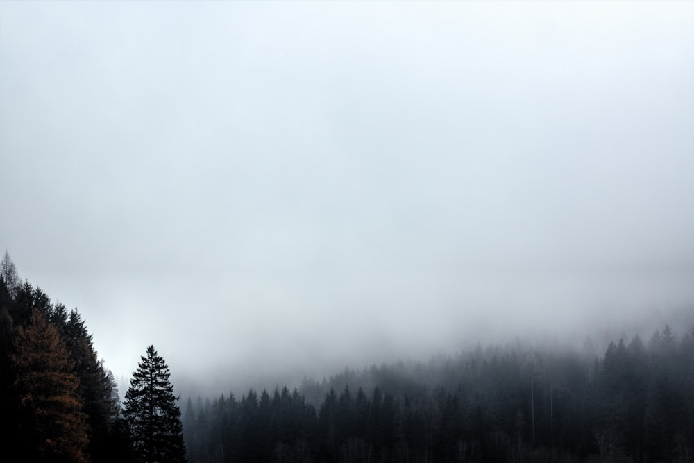 trees under cloudy sky