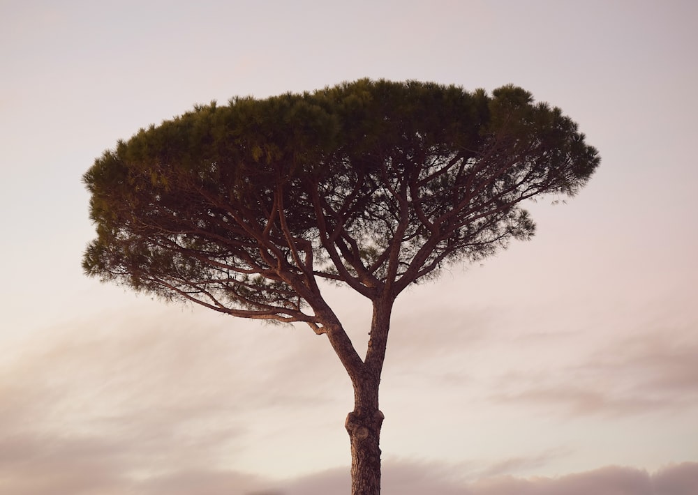 albero a foglia verde sotto cielo nuvoloso