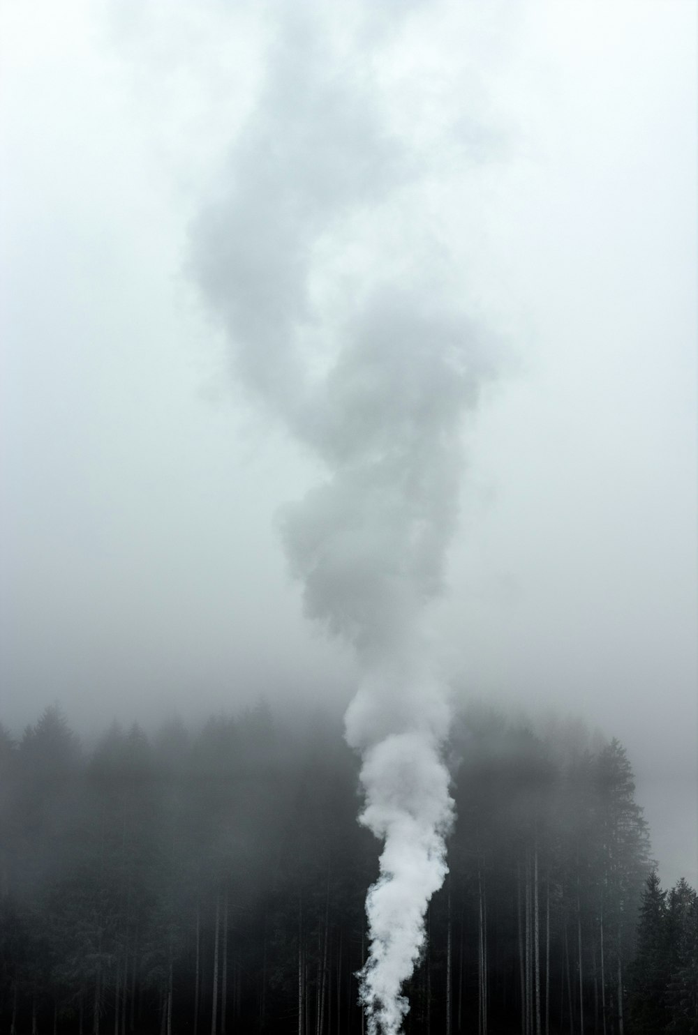 smoke near trees at daytime