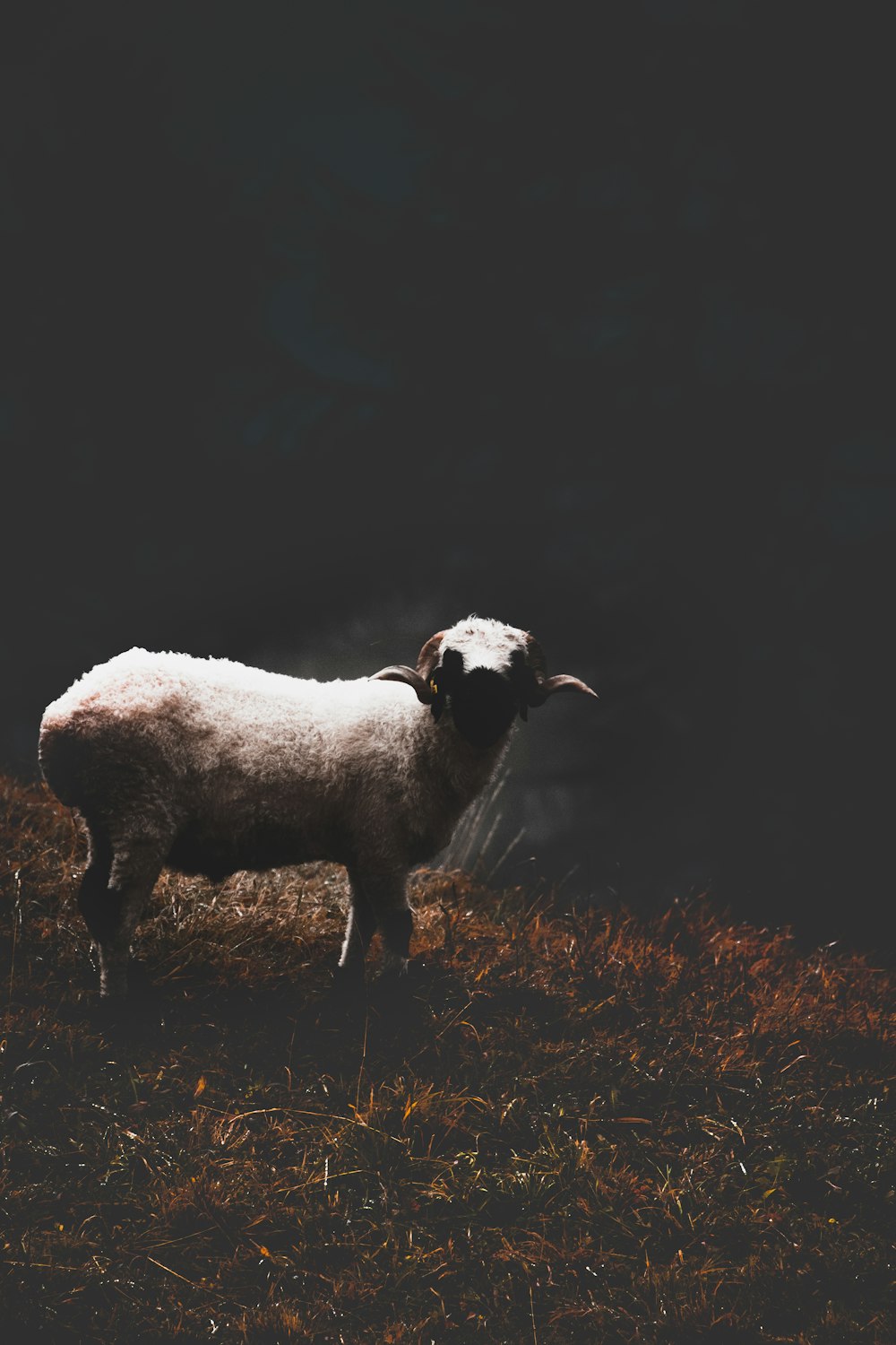 white and brown animal on grassland