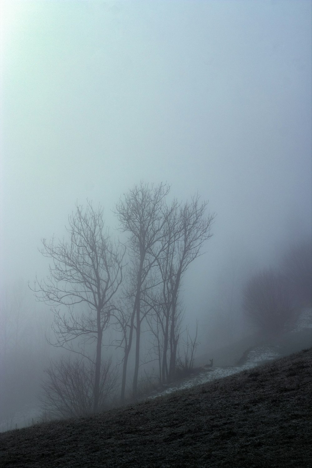 bare trees on snowy forest