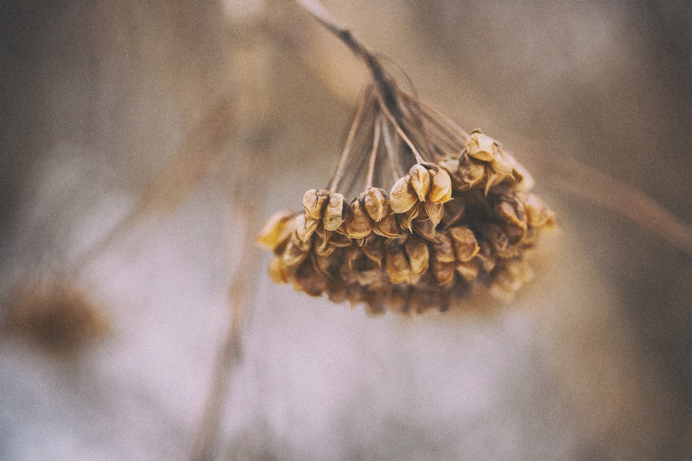 closeup photo of brown leafed plant