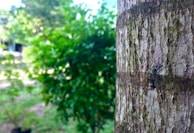 A close-up view of a tree trunk with textured bark, on which a large insect with long legs and a shiny, dark body is perched. The background is slightly out of focus, featuring lush greenery and hints of a sunlit garden.