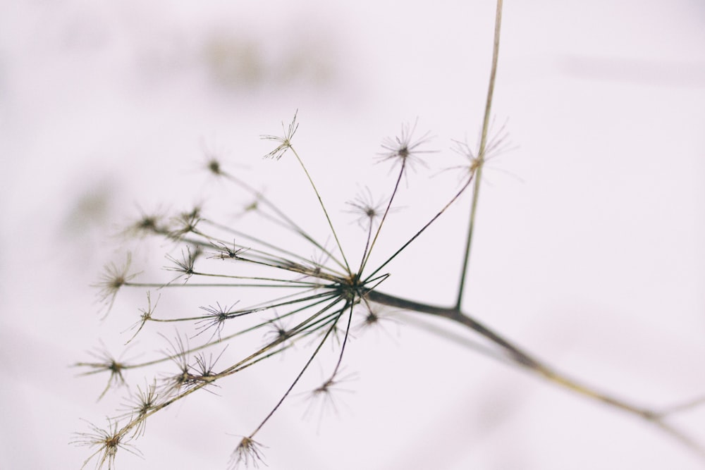 macro photograhy of plants