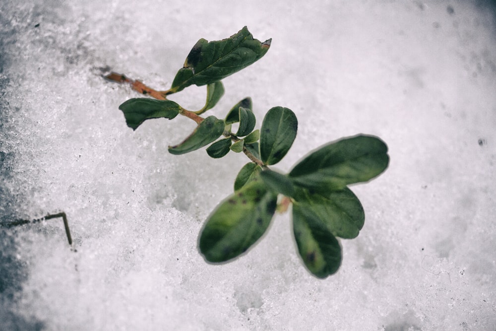 closeup photo of green leaves