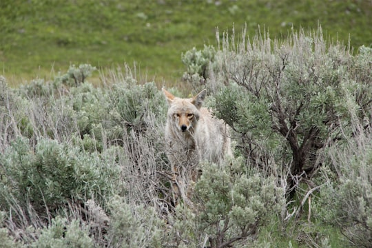 fox on green leaf plants in Yellowstone National Park United States