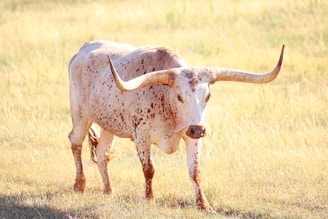A large longhorn bull stands in a sunlit grassy field, displaying its distinctive, long, curved horns and speckled brown and white coat.