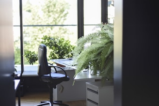 A bright, airy office space freshly cleaned with green plants and natural light highlighting the eco-friendly vibe.