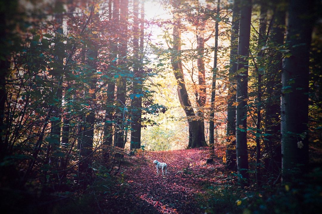 Forest photo spot Nørre Asmindrup Store Hareskov