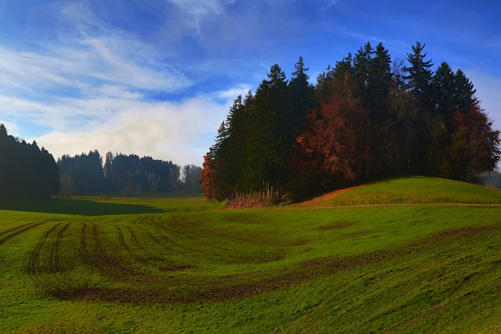 grass and tree covered field