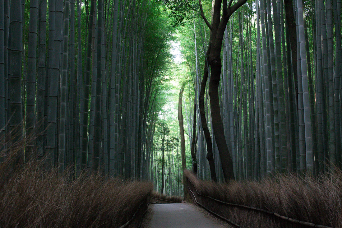 A path through the green bamboo grove of Arashiyama near Kyoto, Japan