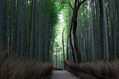 Arashiyama Bamboo Grove - South Korea