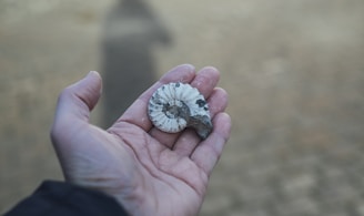 person holding gray and white shell