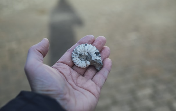 person holding gray and white shell