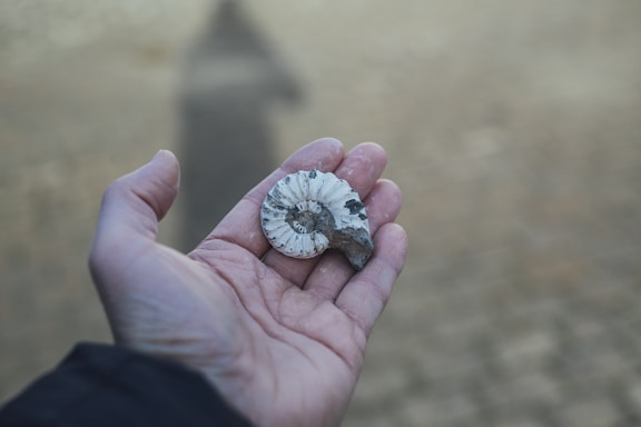 person holding gray and white shell