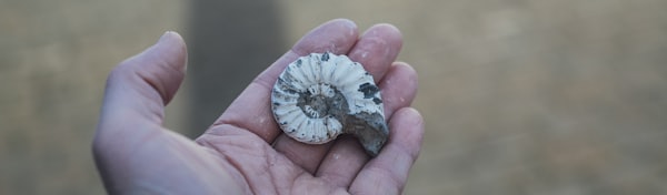 person holding gray and white shell