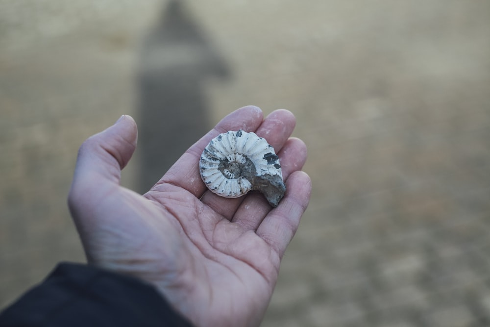 person holding gray and white shell