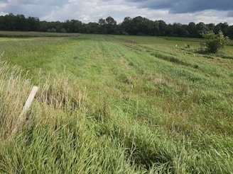 Close-up of a plot boundary marked with stakes and greenery.