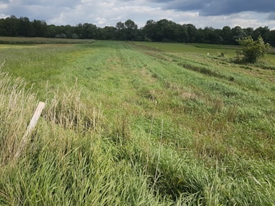 Close-up of a plot boundary marked with stakes and greenery.