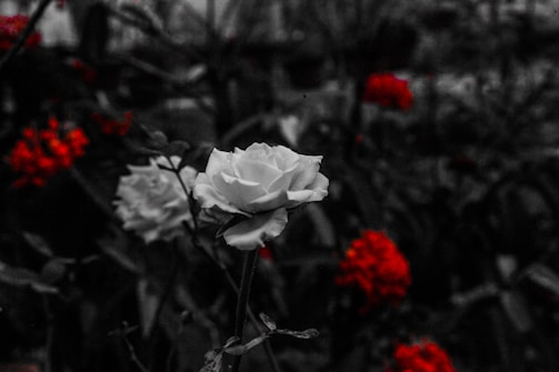 A black and white image with selective color showing a white rose prominently in the foreground. Surrounding the rose, there are clusters of red flowers that contrast with the grayscale background of leaves and foliage.