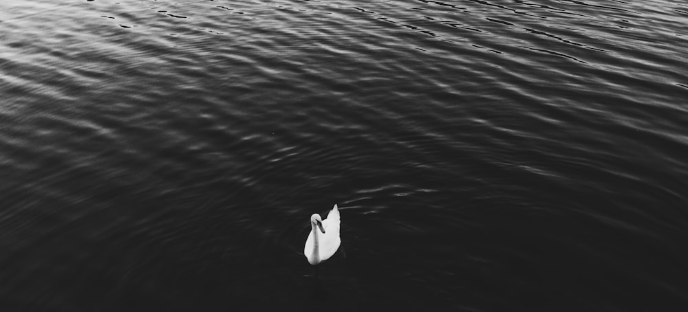 white goose on body of water in grayscale photography