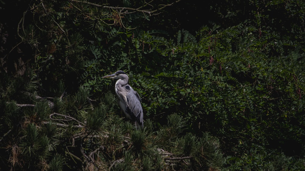 gray birds near trees