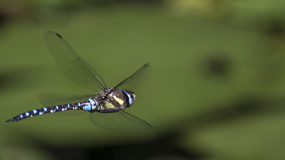 macro shot photography of blue and brown dragonfly